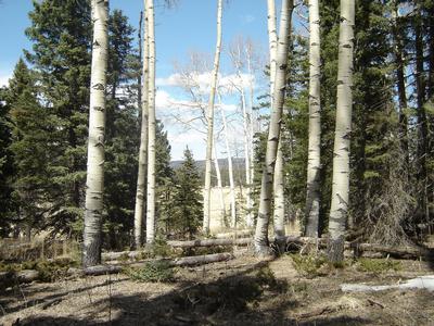 Lot 335 AF Chalets 2C Amended